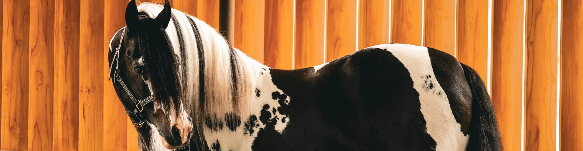 Saltos de reproductores